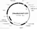 Fig. 01 - PROMOTER, PROMOTER CONTROL ELEMENTS, AND COMBINATIONS, AND USES THEREOF