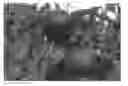 Fig. 01 - NECTARFLORA