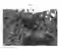 Fig. 02 - NECTARFLORA
