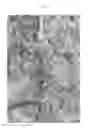 Fig. 03 - NECTARFLORA