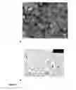 Fig. 20 - MONODISPERSE SUBMICRON POLYMER PARTICLES