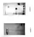 Fig. 02 - Standardized plant extract, process for obtaining the same and uses thereof