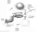 Fig. 01 - Multiplex assay methods and compositions
