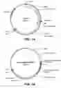 Fig. 02 - Method for introducing nucleic acids into fungal cells