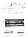 Fig. 03 - Expression of Human Serum Albumin in Plastids