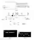Fig. 04 - Expression of Human Serum Albumin in Plastids