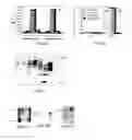 Fig. 06 - Expression of Human Serum Albumin in Plastids
