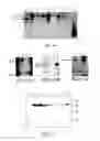 Fig. 08 - Expression of Human Serum Albumin in Plastids