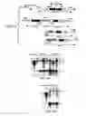 Fig. 16 - Expression of Human Serum Albumin in Plastids