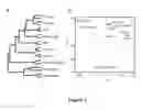 Fig. 02 - Hematopoietic Fingerprints: Methods of Use