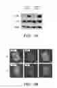 Fig. 06 - Methods and compositions for homologous recombination in human cells