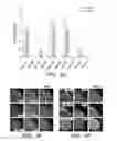 Fig. 16 - Methods and compositions for homologous recombination in human cells
