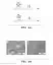 Fig. 25 - Methods and compositions for homologous recombination in human cells