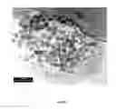 Fig. 09 - NANO-BIOSENSOR FOR BIOMOLECULAR RECOGNITION AND A METHOD OF SYNTHESIZING THE SAME