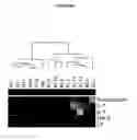 Fig. 09 - Diagnostic Methods and Arrays for Use in the Same
