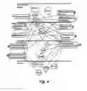 Fig. 09 - GENES DIFFERENTIALLY EXPRESSED IN BIPOLAR DISORDER AND/OR SCHIZOPHRENIA