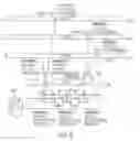 Fig. 09 - Capacity management for data networks