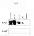 Fig. 02 - FLAVONOID GLUCOSYLTRANSFERASE AND USE OF SAME