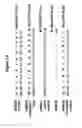 Fig. 02 - Nucleic acids for inducing expression of transcripts and proteins and methods for making and using them