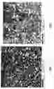 Fig. 02 - Method for preparing polycrystalline structures having improved mechanical and physical properties