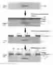 Fig. 02 - Calibration standards for electron microscopes and electron column tools