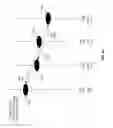 Fig. 06 - Method And System For Motion Compensated Video De-Interlacing