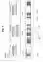 Fig. 08 - Recording medium having data structure for managing reproduction of multiple audio streams recorded thereon and recording and reproducing methods and apparatuses
