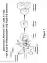 Fig. 02 - IMMUNOMODULATORY POLYMERIC ANTIGENS FOR TREATING INFLAMMATORY PATHOLOGIES
