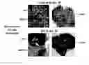 Fig. 01 - Compositions and methods for cancer treatment