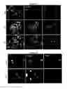Fig. 03 - Compositions and methods for cancer treatment