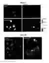 Fig. 04 - Compositions and methods for cancer treatment