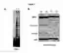 Fig. 07 - Compositions and methods for cancer treatment