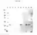 Fig. 28 - Novel Polypeptides Having Endolysin Activity and Uses Thereof