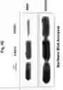 Fig. 48 - Methods for Reversing Multiple Resistance in Animal Cells