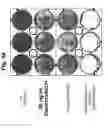 Fig. 51 - Methods for Reversing Multiple Resistance in Animal Cells