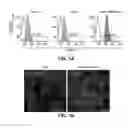 Fig. 02 - Ninjurin-1 modulation and uses thereof