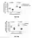 Fig. 16 - Ninjurin-1 modulation and uses thereof