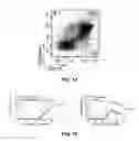 Fig. 20 - Ninjurin-1 modulation and uses thereof