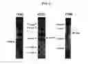 Fig. 22 - Vaccines Against Chlamydia Infection