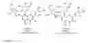 Fig. 12 - EXTRACTS OF DESCHAMPSIA ANTARCTICA DESV, WITH ANTINEOPLASTIC ACTIVITY