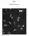 Fig. 03 - Multiplex cell signalling assays