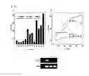 Fig. 07 - Hydrogenases isolated from SPP., genes encoding the same, and methods for producing hydrogen using microorganisms having the genes
