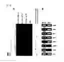 Fig. 09 - Hydrogenases isolated from SPP., genes encoding the same, and methods for producing hydrogen using microorganisms having the genes