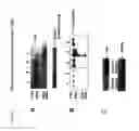 Fig. 05 - Method of improving cell proliferation of pancreatic progenitor cells in a pancreatic cell culture
