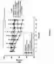 Fig. 02 - USE OF V2 RECEPTOR ANTAGONISTS IN COMBINATION WITH VASO PRESSINERGIC AGNOSTS