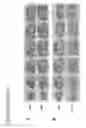 Fig. 45 - Methods for reducing oxidative damage