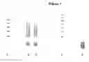 Fig. 02 - Conjugates of hydroxyalkyl starch and a protein, prepared by native chemical ligation