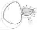 Fig. 01 - PROSTATIC TISSUE REMOVAL AND/OR PROSTATIC CAPSULOTOMY FOR TREATMENT OF CONDITIONS