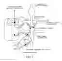 Fig. 03 - Brown adipose tissue utilization through neuromodulation