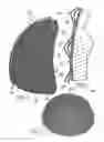Fig. 06 - METHOD FOR COATING PROSTHESIS ELEMENTS AND ELEMENTS OBTAINABLE WITH THE METHOD